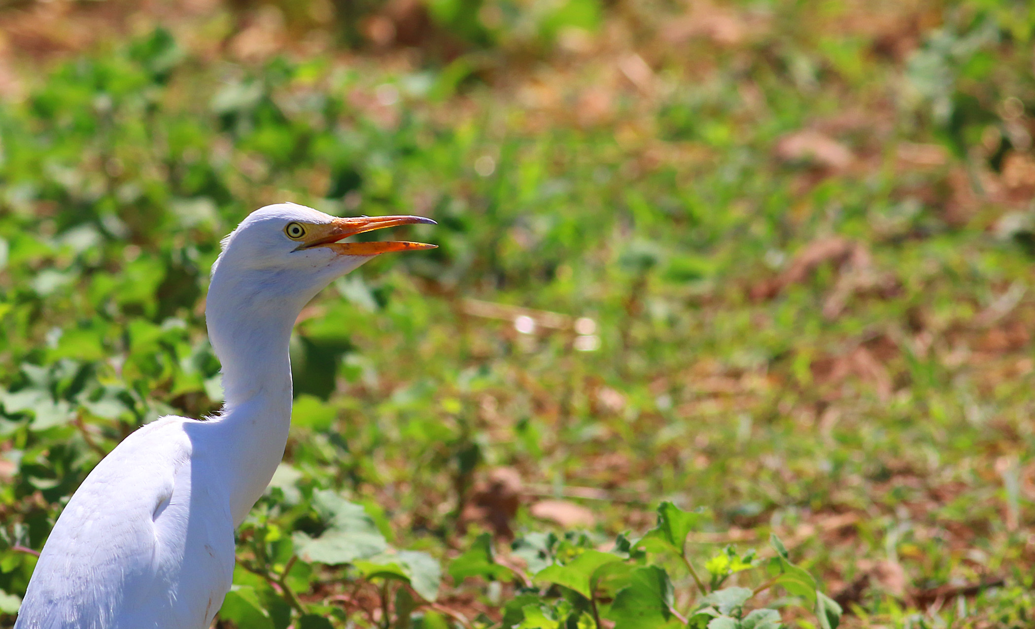 Cattle Egret